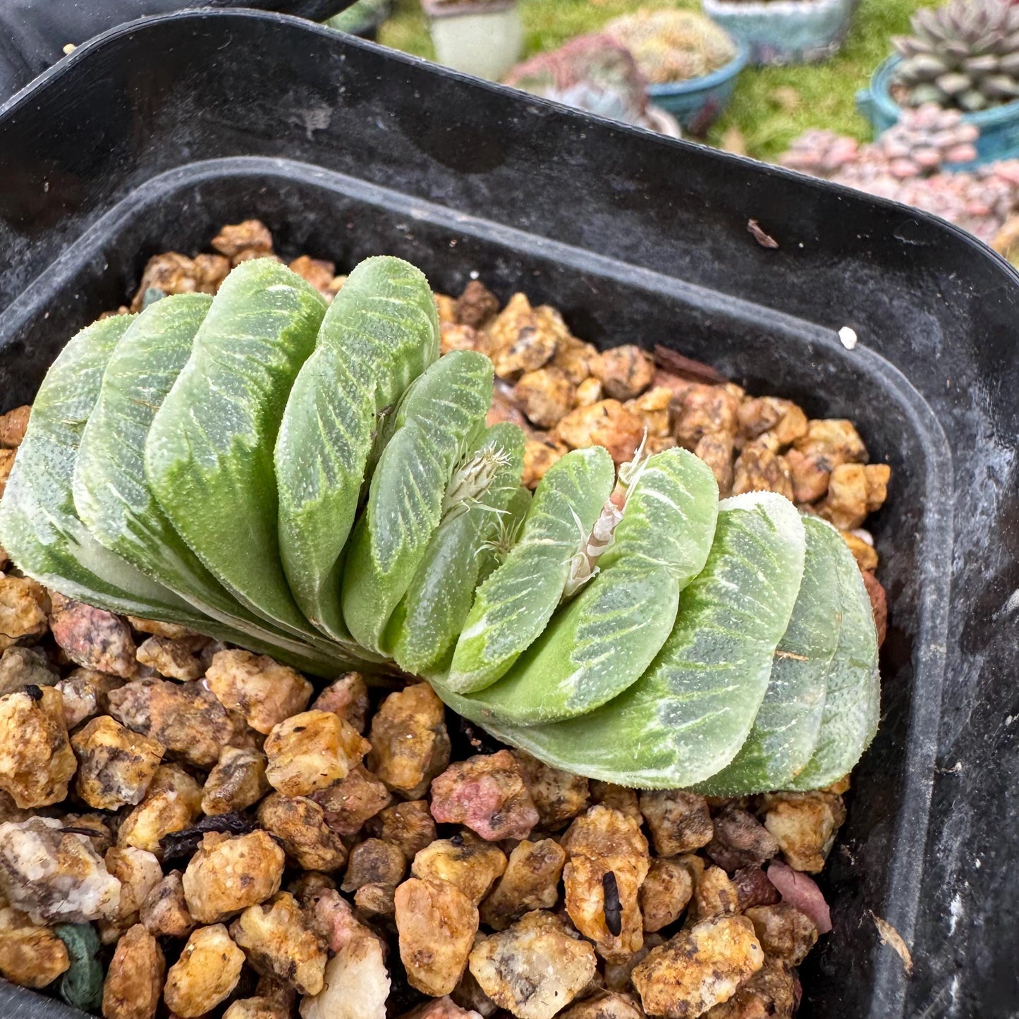 Haworthia’ truncata vaeiegata’ , length 2.5inches