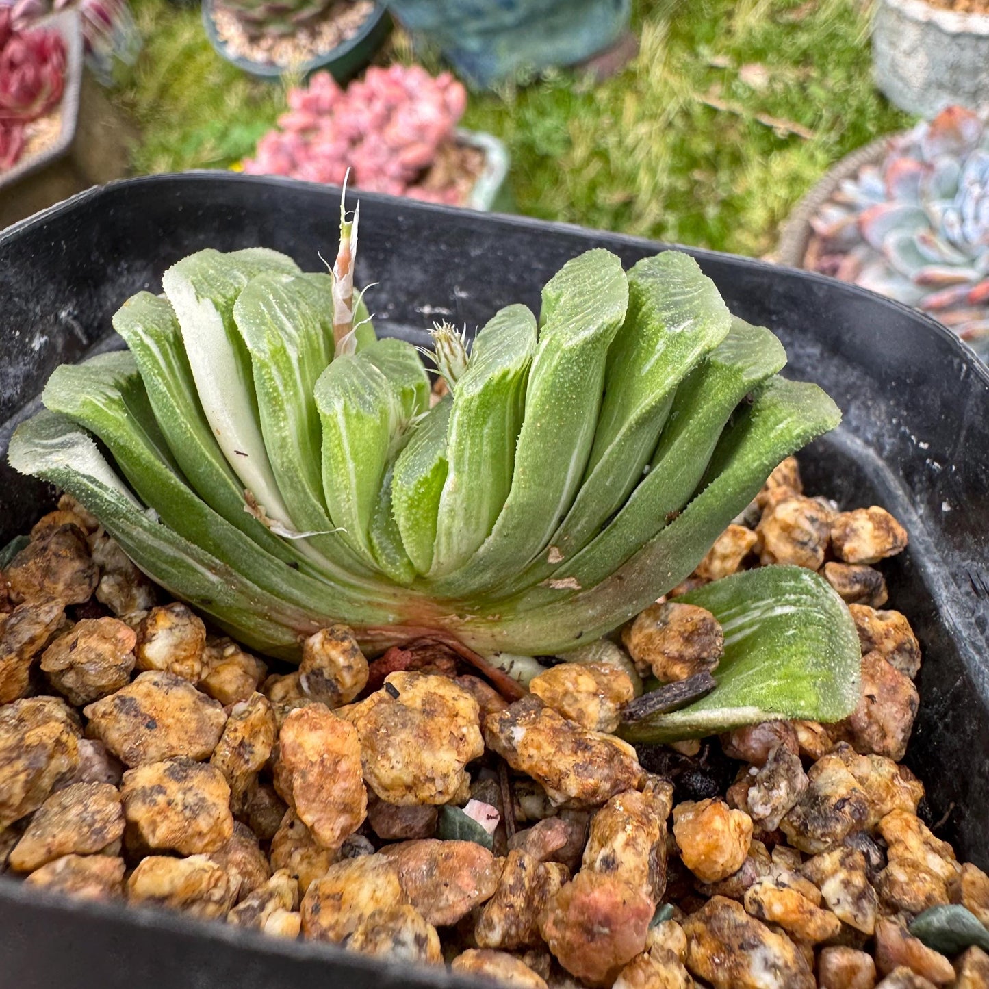 Haworthia’ truncata vaeiegata’ , length 2.5inches