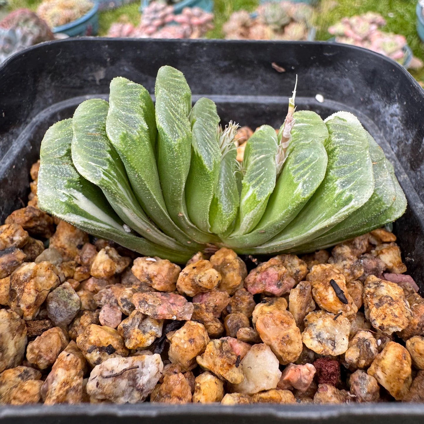 Haworthia’ truncata vaeiegata’ , length 2.5inches