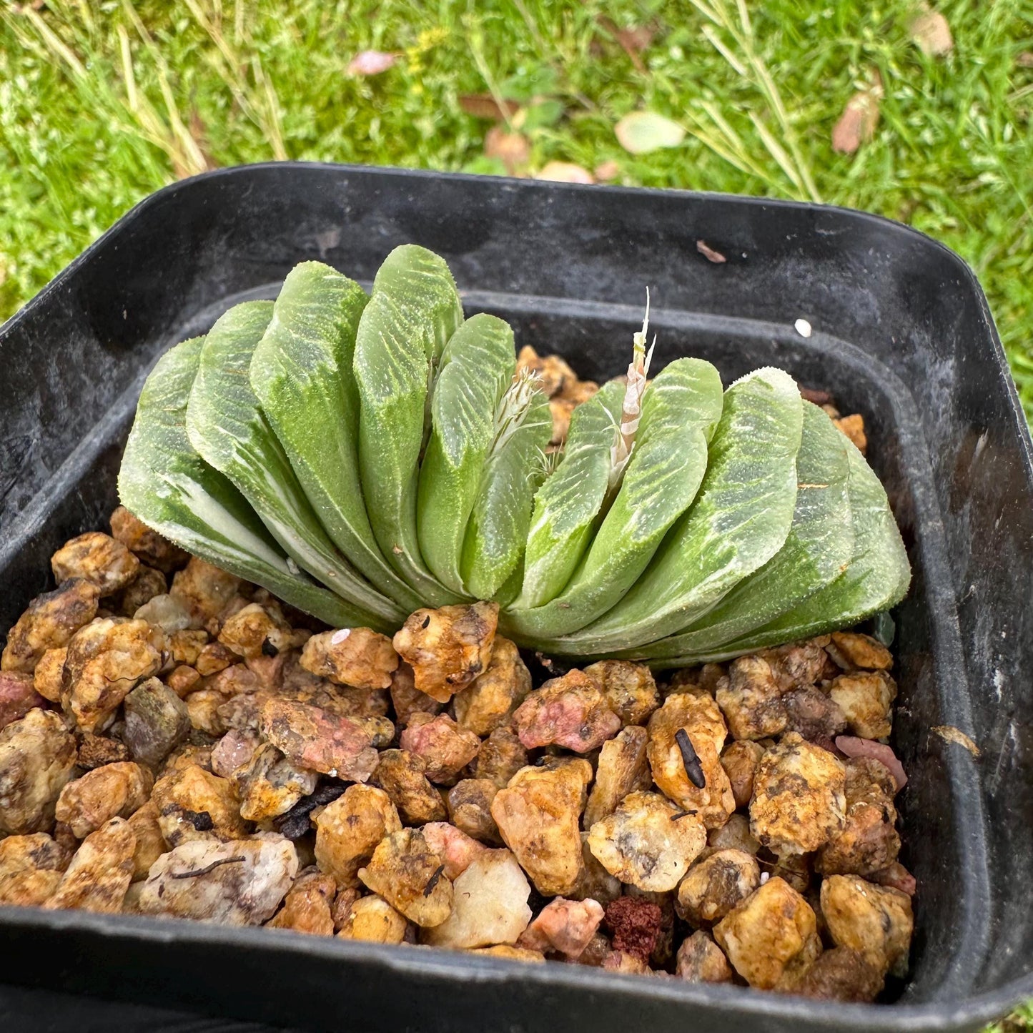 Haworthia’ truncata vaeiegata’ , length 2.5inches