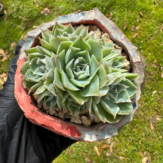 Rare succulents plants, Echeveria  ' white elegant’ , 2.6inches