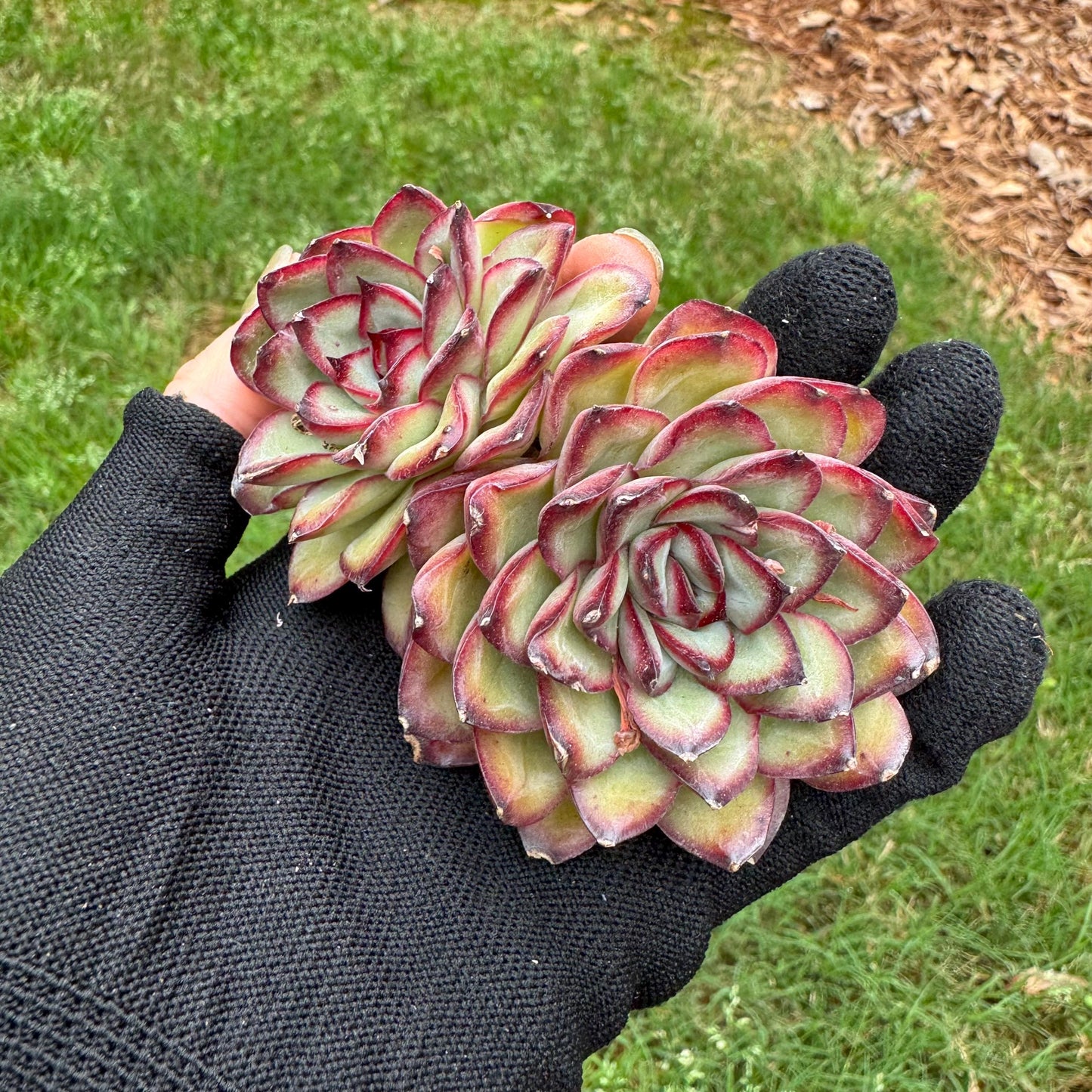 Rare succulents, Echeveria' pulidonis' , 2heads, 2.6inches