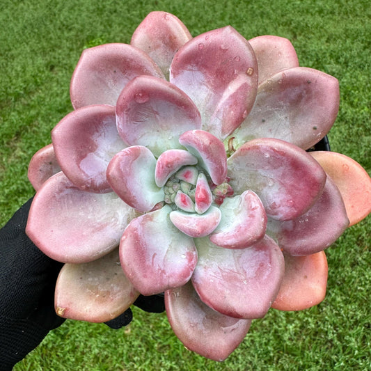 Rare succulents plants ,Graptoveria 'Opalina ’ single head, 5.2inches
