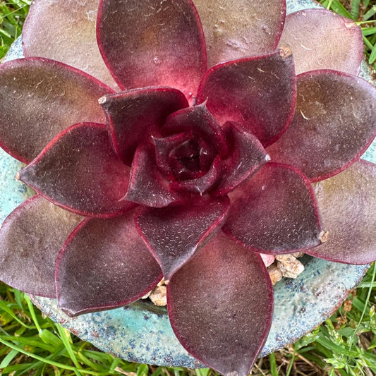 New! Echeveria Korean 'Red light ', 3.1inches
