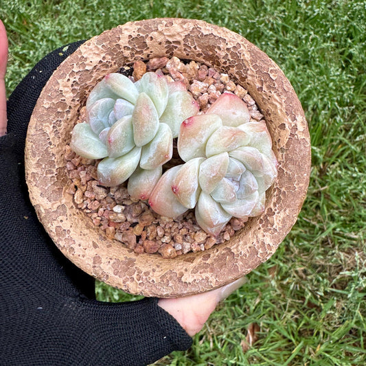 Echeveria  Korean  cream ' Ice Green', 2heads, 2.6inches