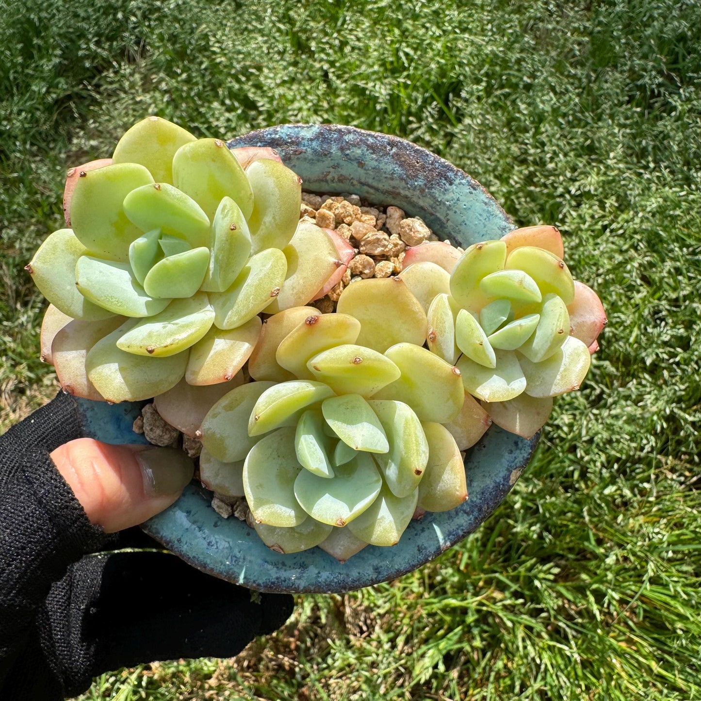 New rare succulents , Echeveria 'love song', 3.4inches