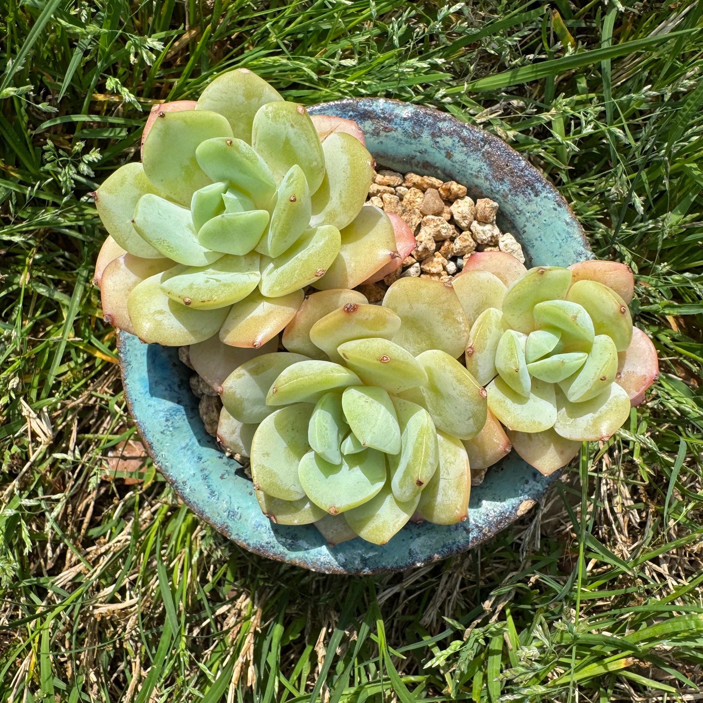 New rare succulents , Echeveria 'love song', 3.4inches