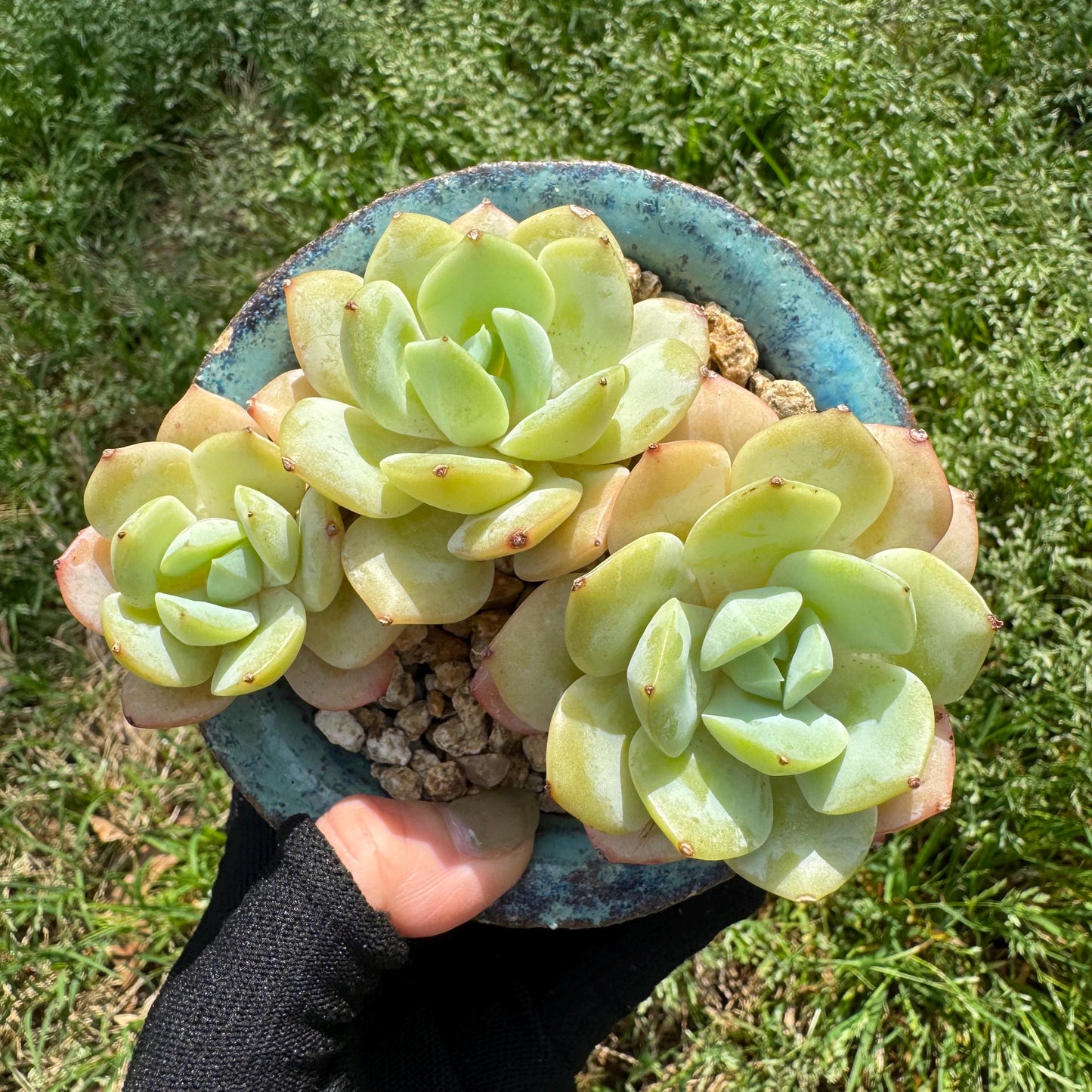 New rare succulents , Echeveria 'love song', 3.4inches