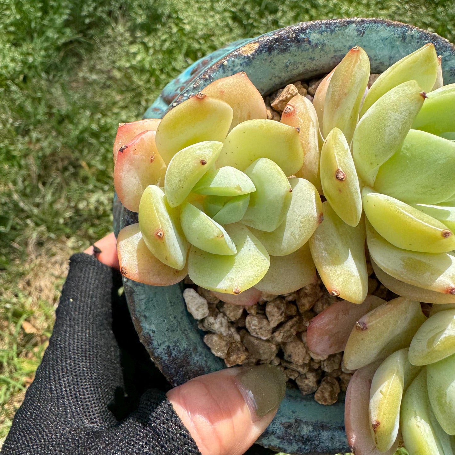 New rare succulents , Echeveria 'love song', 3.4inches