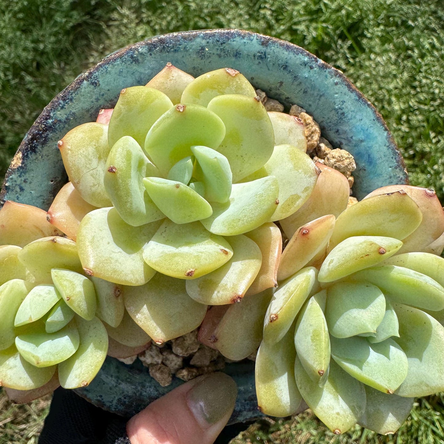 New rare succulents , Echeveria 'love song', 3.4inches