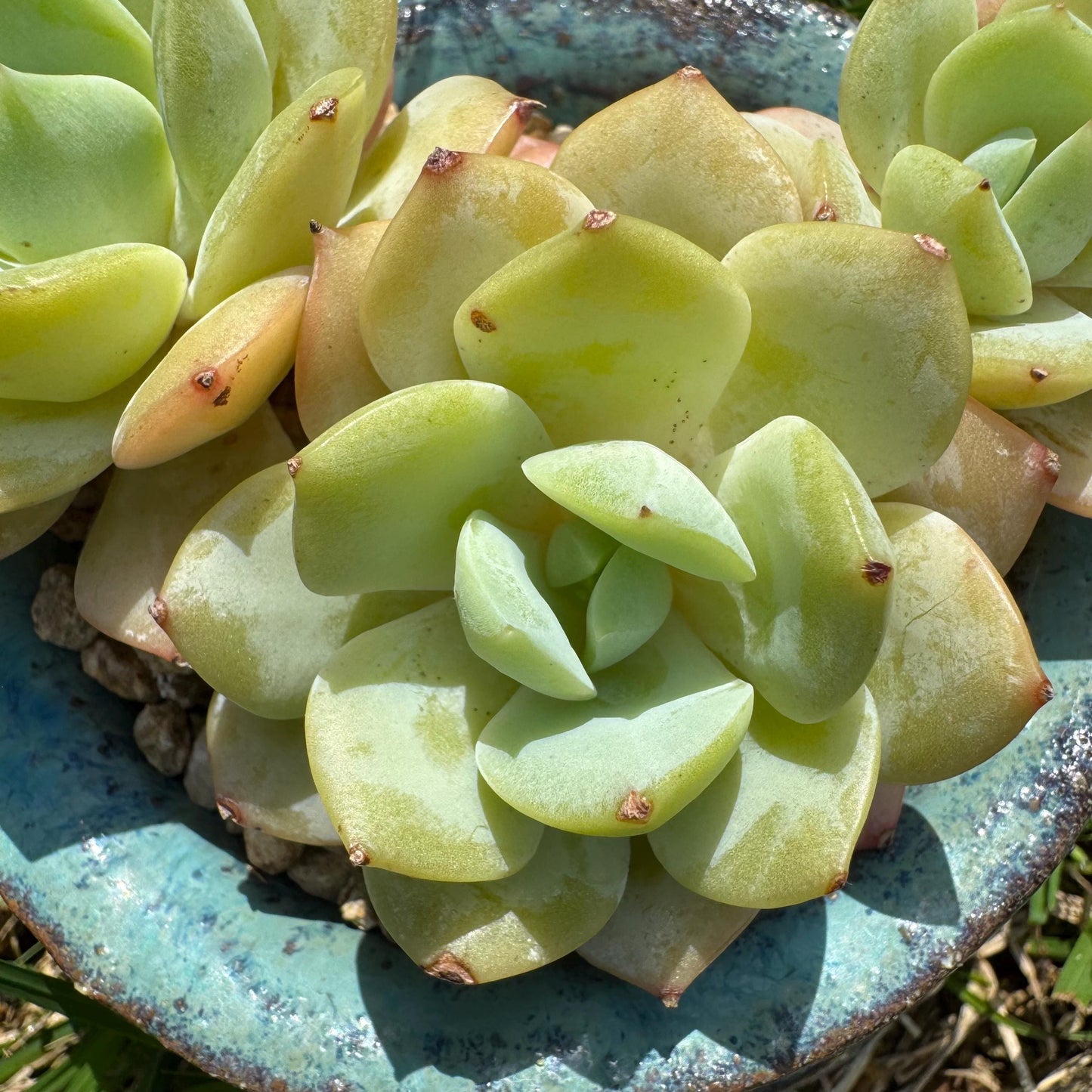 New rare succulents , Echeveria 'love song', 3.4inches