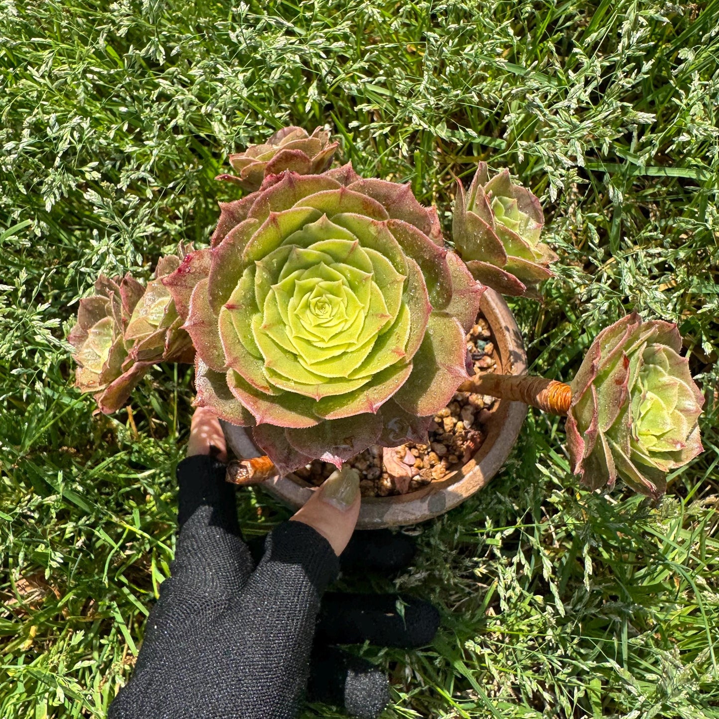Aeonium 'White Zwartkin ' cluster,  3.7inches