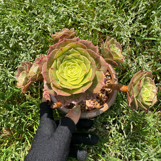 Aeonium 'White Zwartkin ' cluster,  3.7inches
