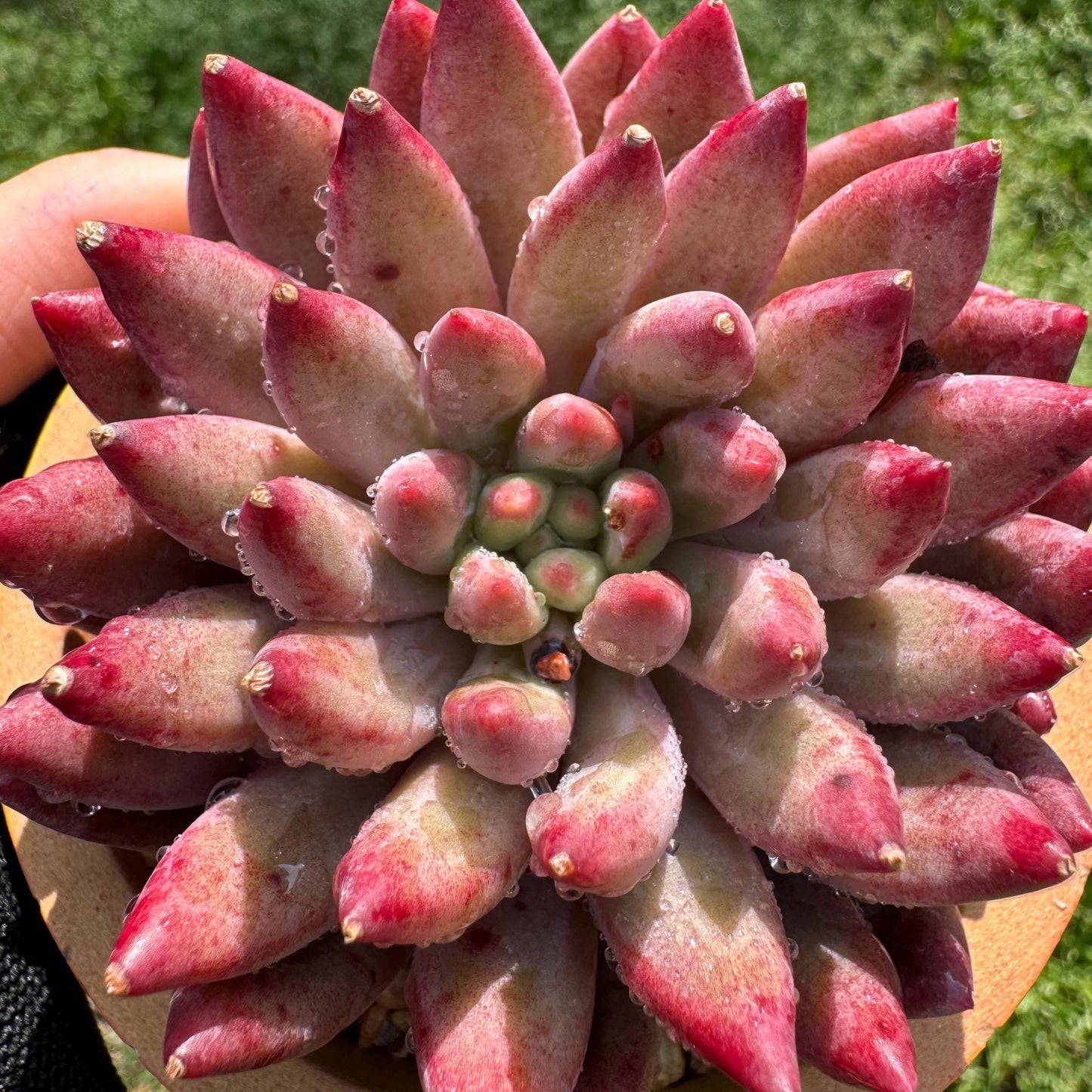 Rare succulents , Echeveria  'Cherry' , single head, 2.6inches