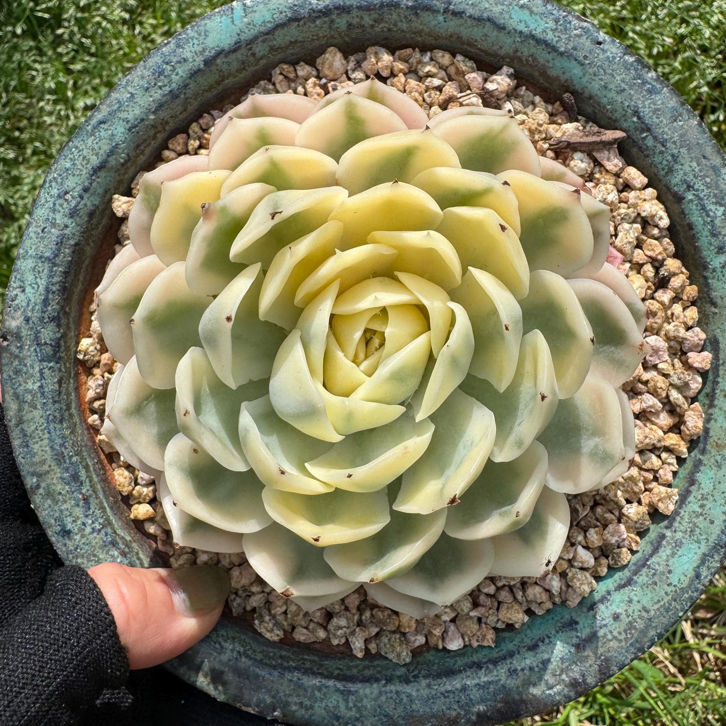 Rare succulents  , Echeveria 'Onslow' Variegated, 3.7inches