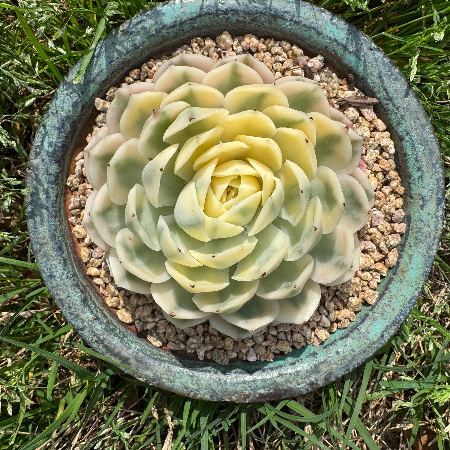 Rare succulents  , Echeveria 'Onslow' Variegated, 3.7inches