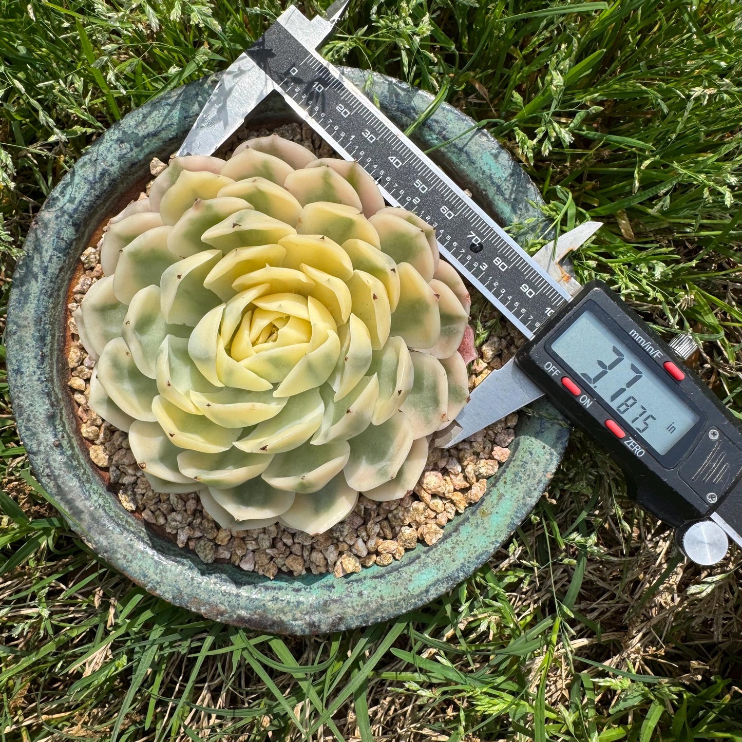 Rare succulents  , Echeveria 'Onslow' Variegated, 3.7inches