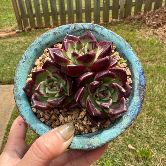 Rare succulents, Echeveria  'Rubin hybrid' , 3heads, 3inches