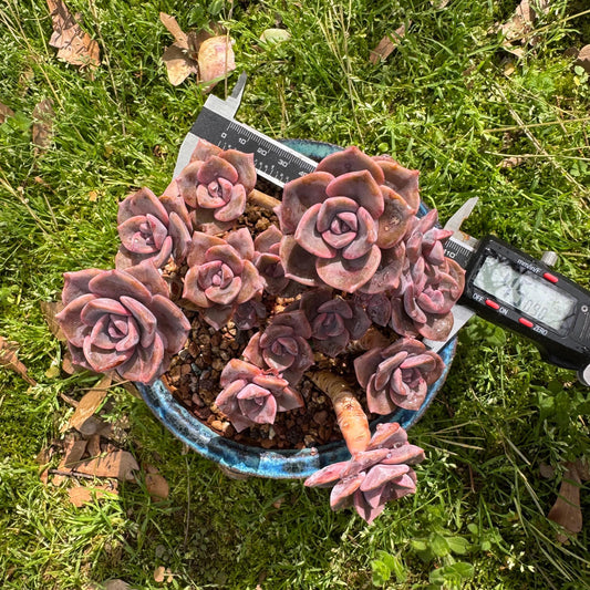 Succulents plants, Graptoveria 'Mrs. Richards' cluster, 4.5inches