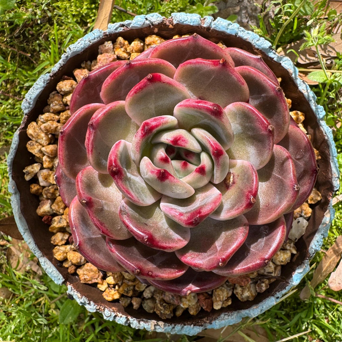 Rare succulents plants, Echeveria 'Daredevil', (a little scar on a leaf) single head, 3.3inches