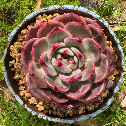 Rare succulents plants, Echeveria 'Daredevil', (a little scar on a leaf) single head, 3.3inches