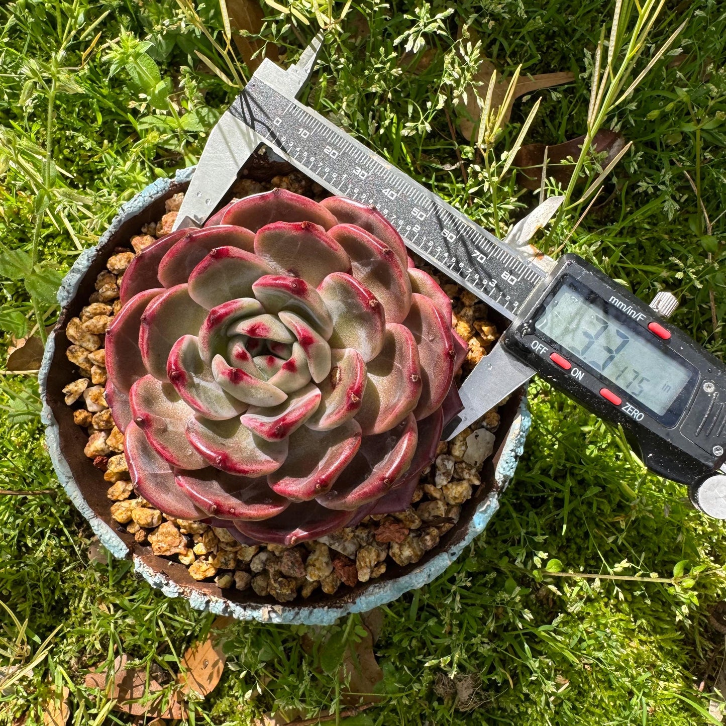 Rare succulents plants, Echeveria 'Daredevil', (a little scar on a leaf) single head, 3.3inches