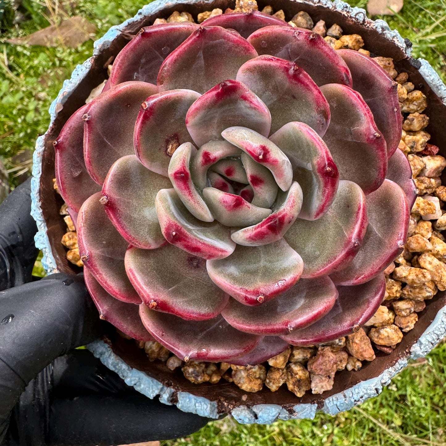 Rare succulents plants, Echeveria 'Daredevil', (a little scar on a leaf) single head, 3.3inches