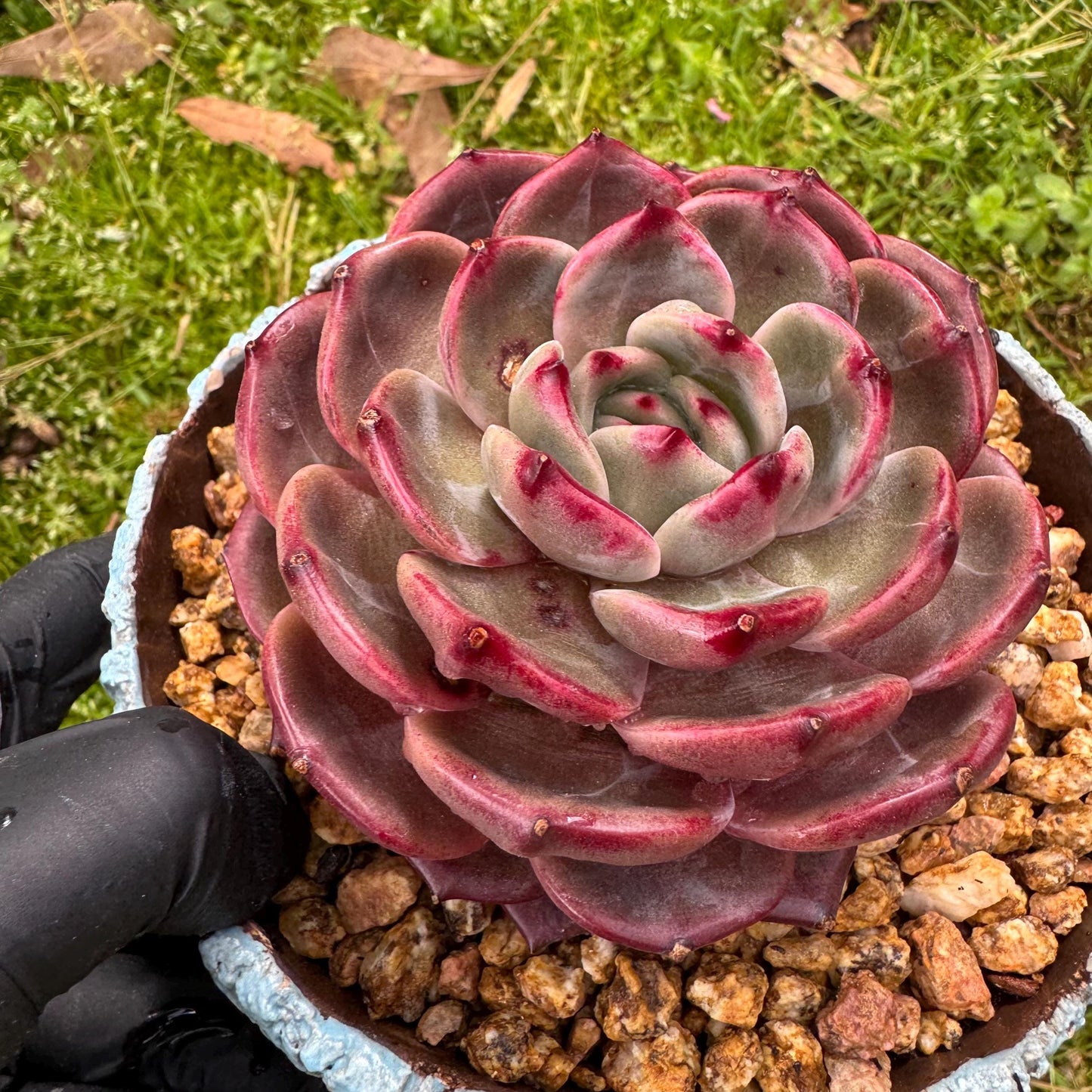 Rare succulents plants, Echeveria 'Daredevil', (a little scar on a leaf) single head, 3.3inches
