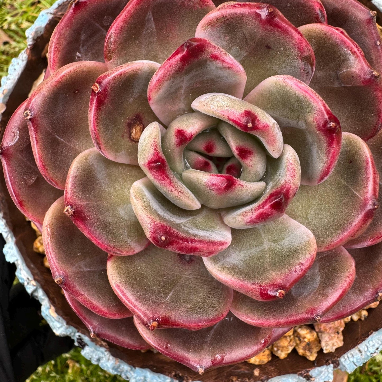 Rare succulents plants, Echeveria 'Daredevil', (a little scar on a leaf) single head, 3.3inches