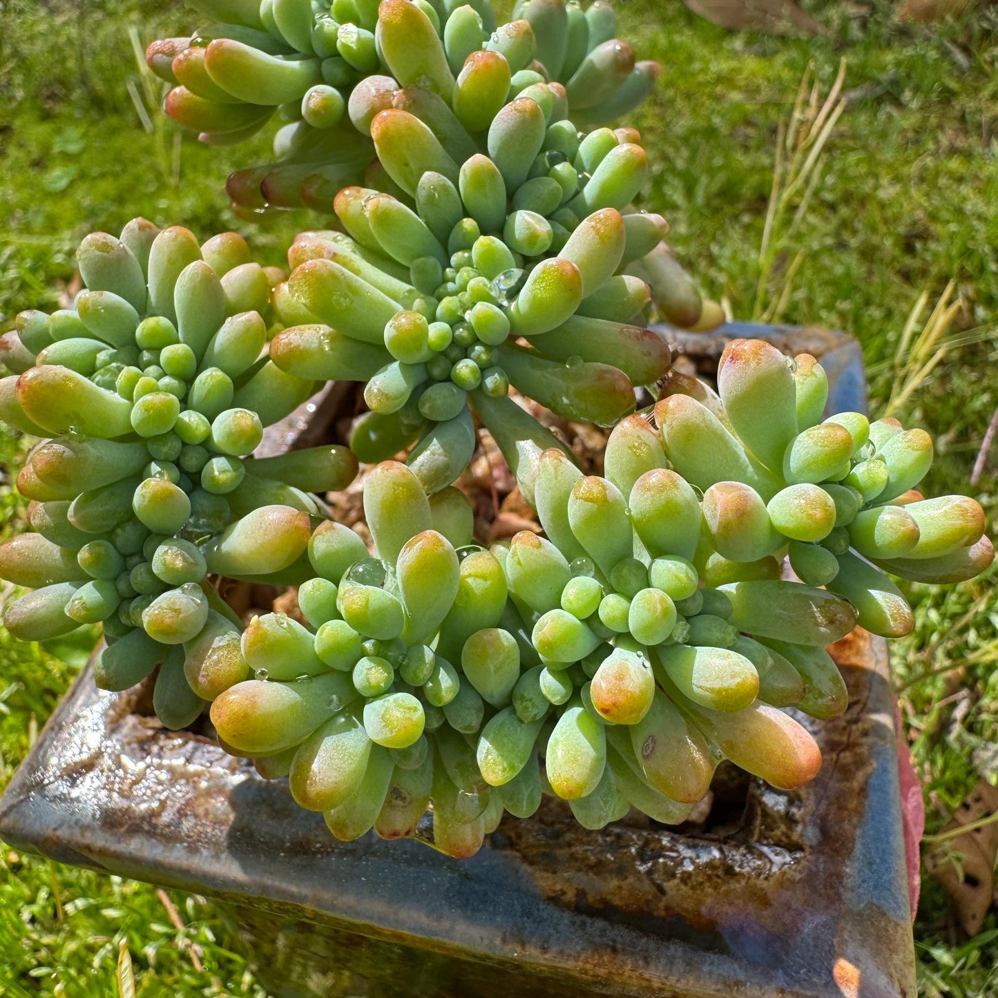 Rare succulents , Sedum 'pachyphyllum Rose' crest cluster, 3.2inches