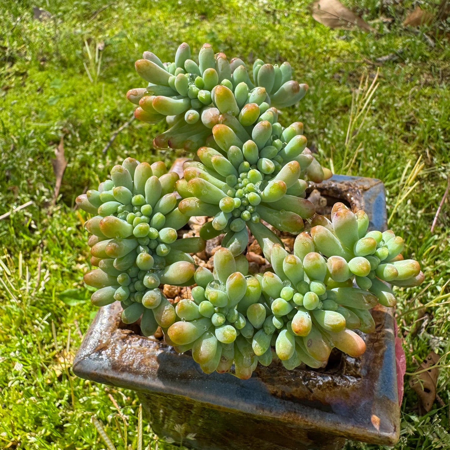 Rare succulents , Sedum 'pachyphyllum Rose' crest cluster, 3.2inches