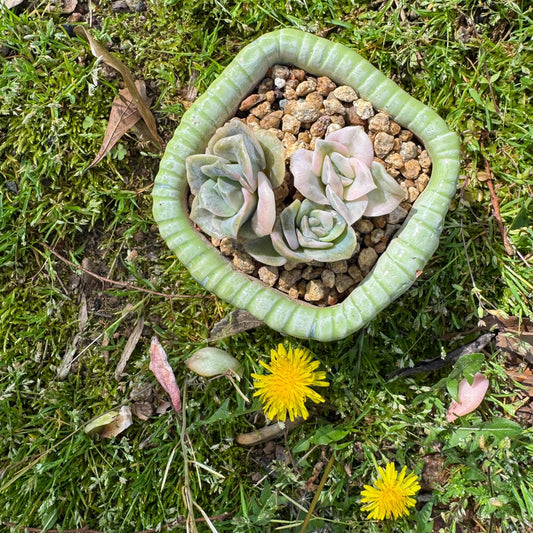 Rare succulents, Echeveria 'Lovely rose' Variegated,3heads,  2.inches