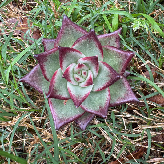 New succulents, Echeveri agavoides 'Ebony', small single size,  2.5 inches