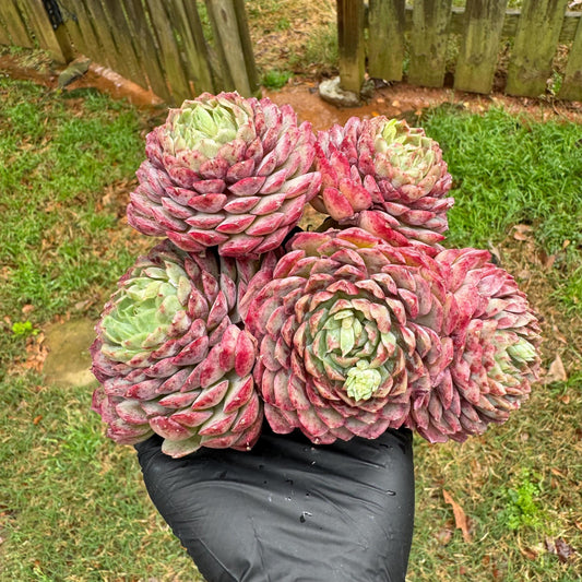 New succulents, Echeveria 'Red hole'' cluster, 5heads, 5.1inches