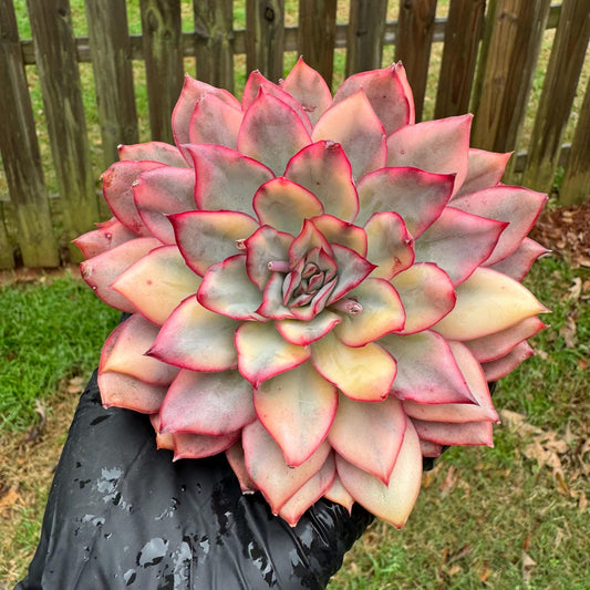 Rare succulents, Echeveria 'Moon Goddess 'Variegated,4.1inches