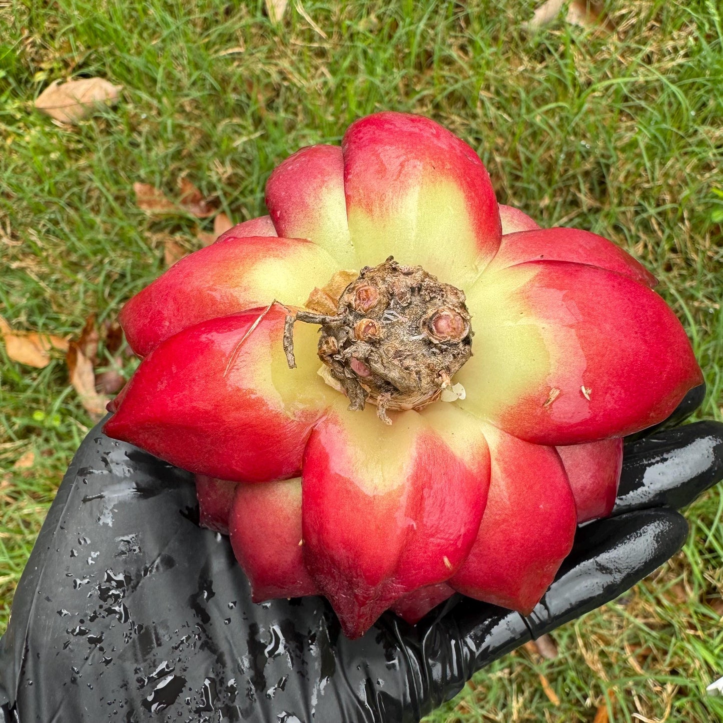 Rare succulents, Echeveria  Bloody 'Rubin', 3.6inches