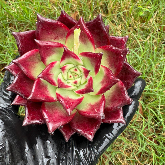 Rare succulents, Echeveria  Bloody 'Rubin', 3.6inches