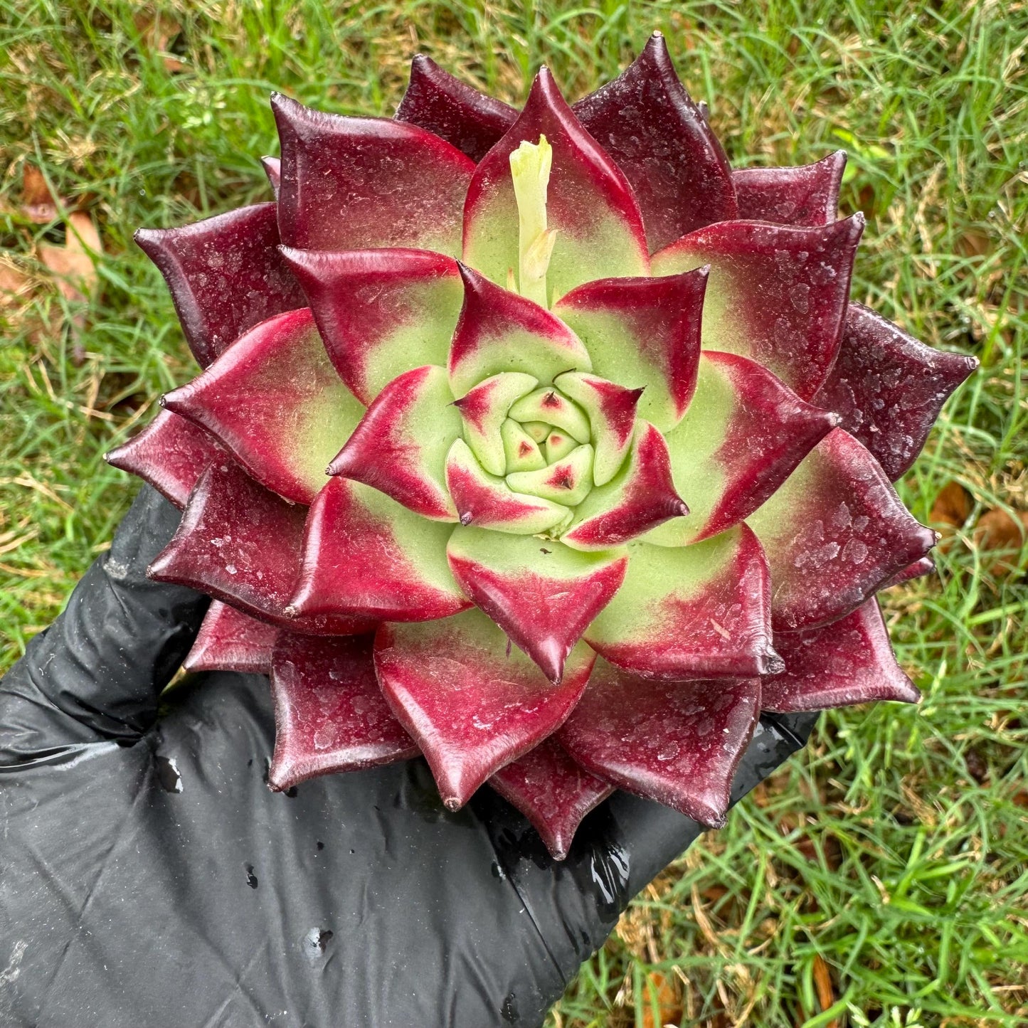 Rare succulents, Echeveria  Bloody 'Rubin', 3.6inches