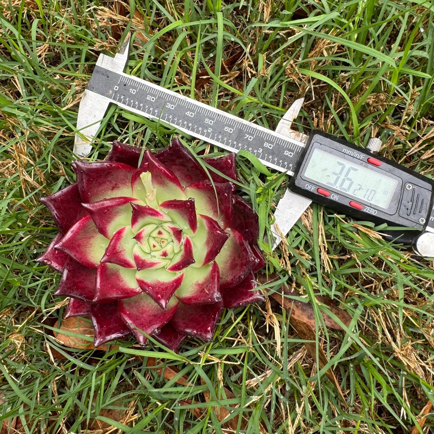 Rare succulents, Echeveria  Bloody 'Rubin', 3.6inches