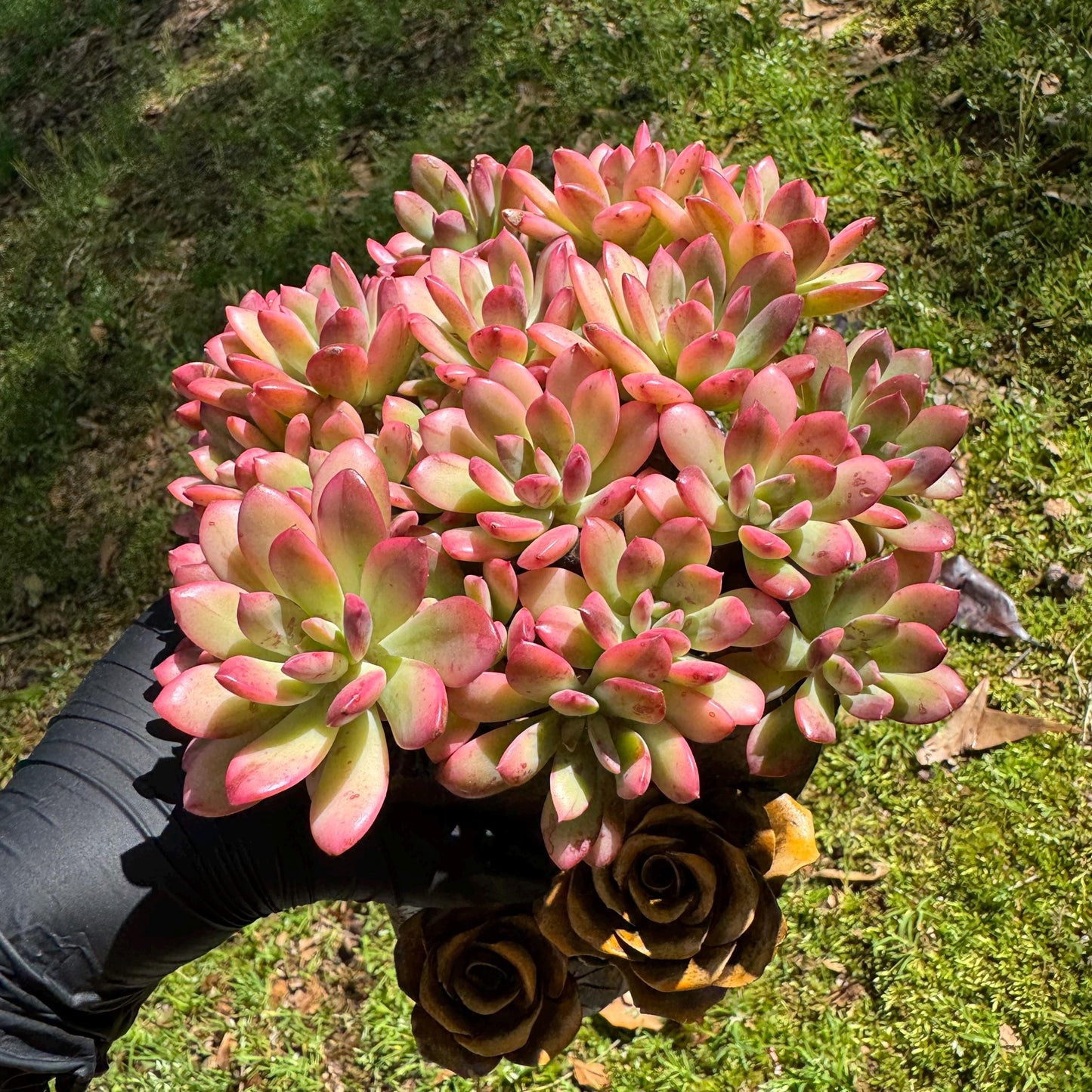 Rare succulents, Echeveria' minibell variegata  'cluster, 4.9inches