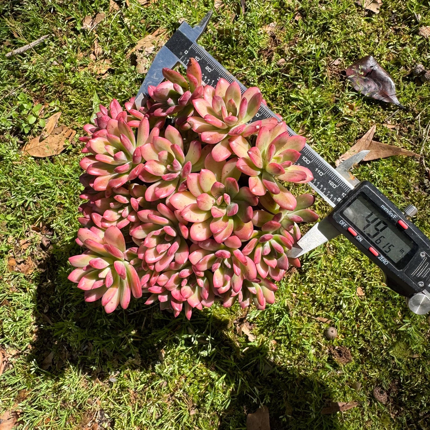 Rare succulents, Echeveria' minibell variegata  'cluster, 4.9inches