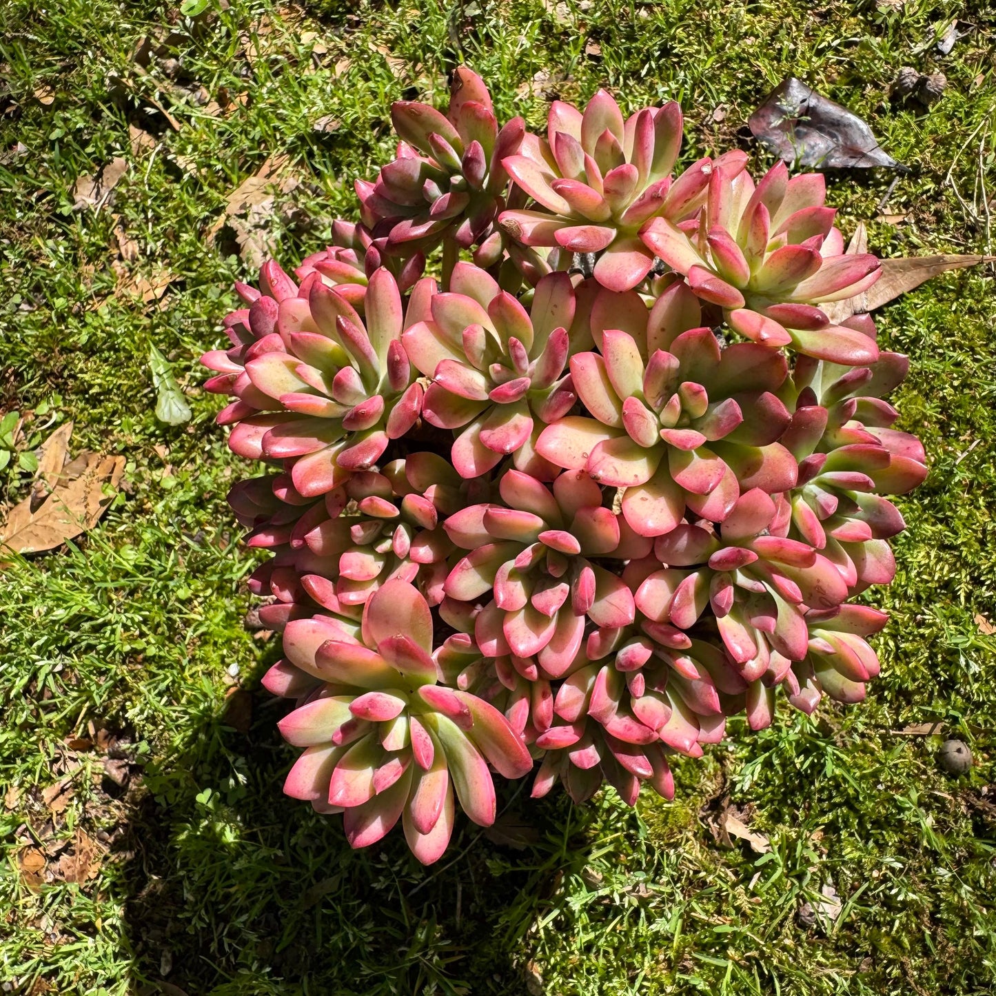 Rare succulents, Echeveria' minibell variegata  'cluster, 4.9inches