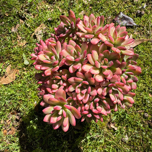 Rare succulents, Echeveria' minibell variegata  'cluster, 4.9inches