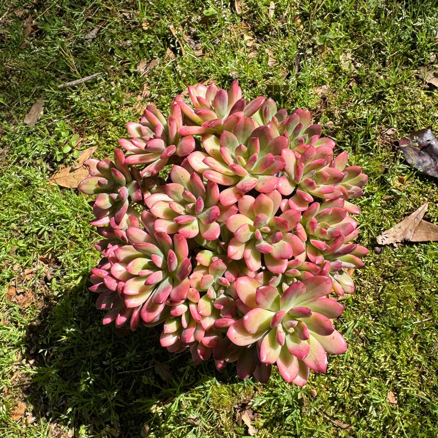 Rare succulents, Echeveria' minibell variegata  'cluster, 4.9inches