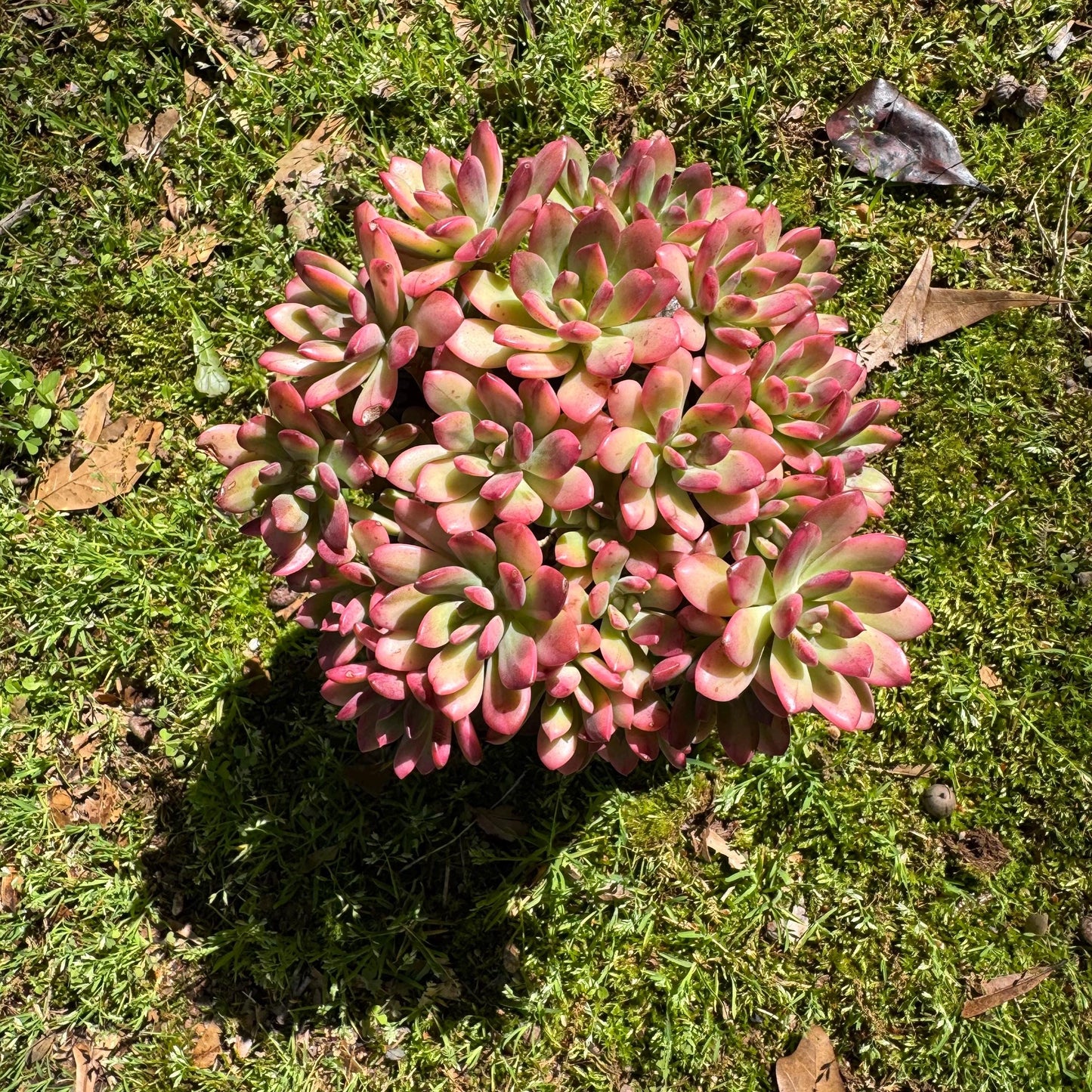 Rare succulents, Echeveria' minibell variegata  'cluster, 4.9inches