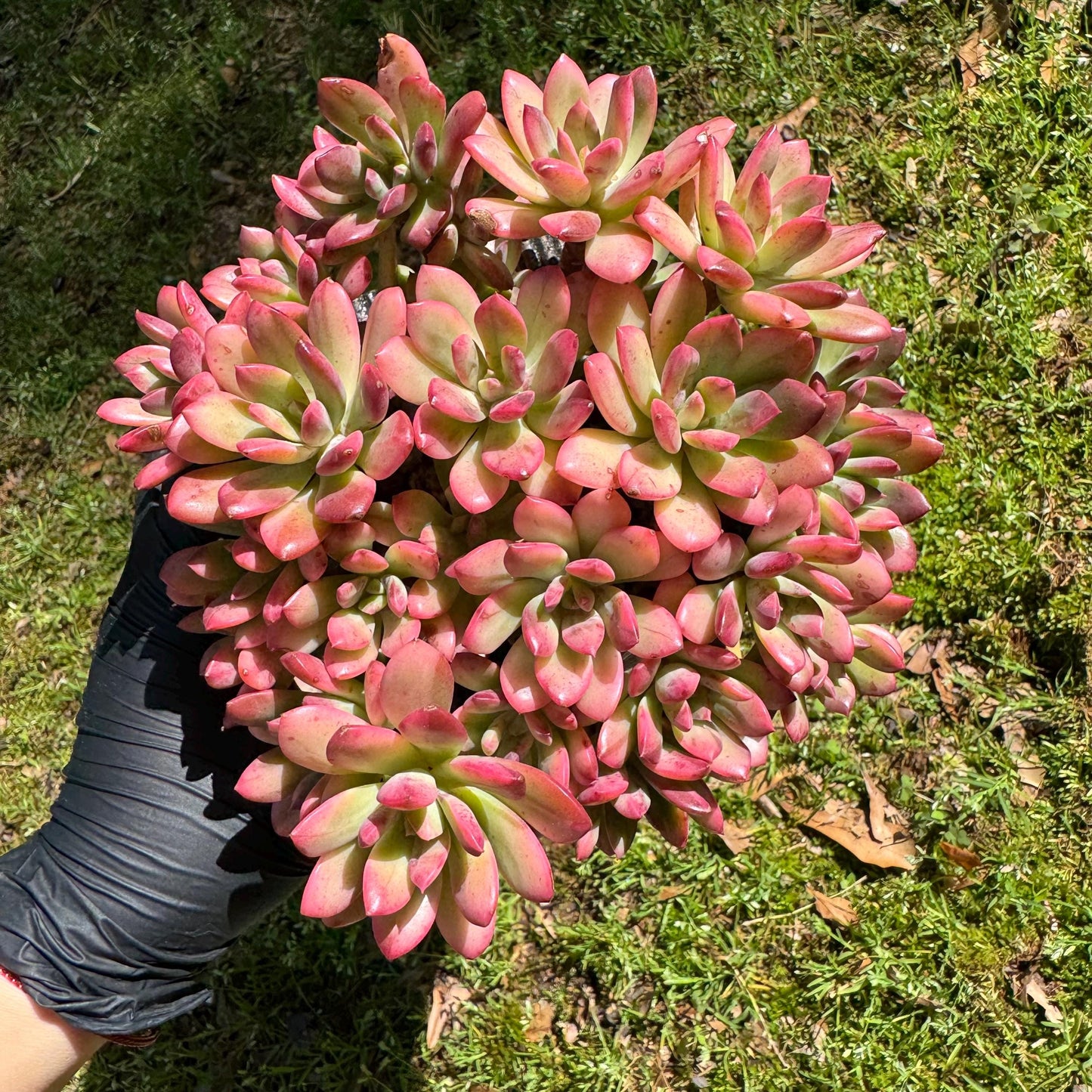 Rare succulents, Echeveria' minibell variegata  'cluster, 4.9inches