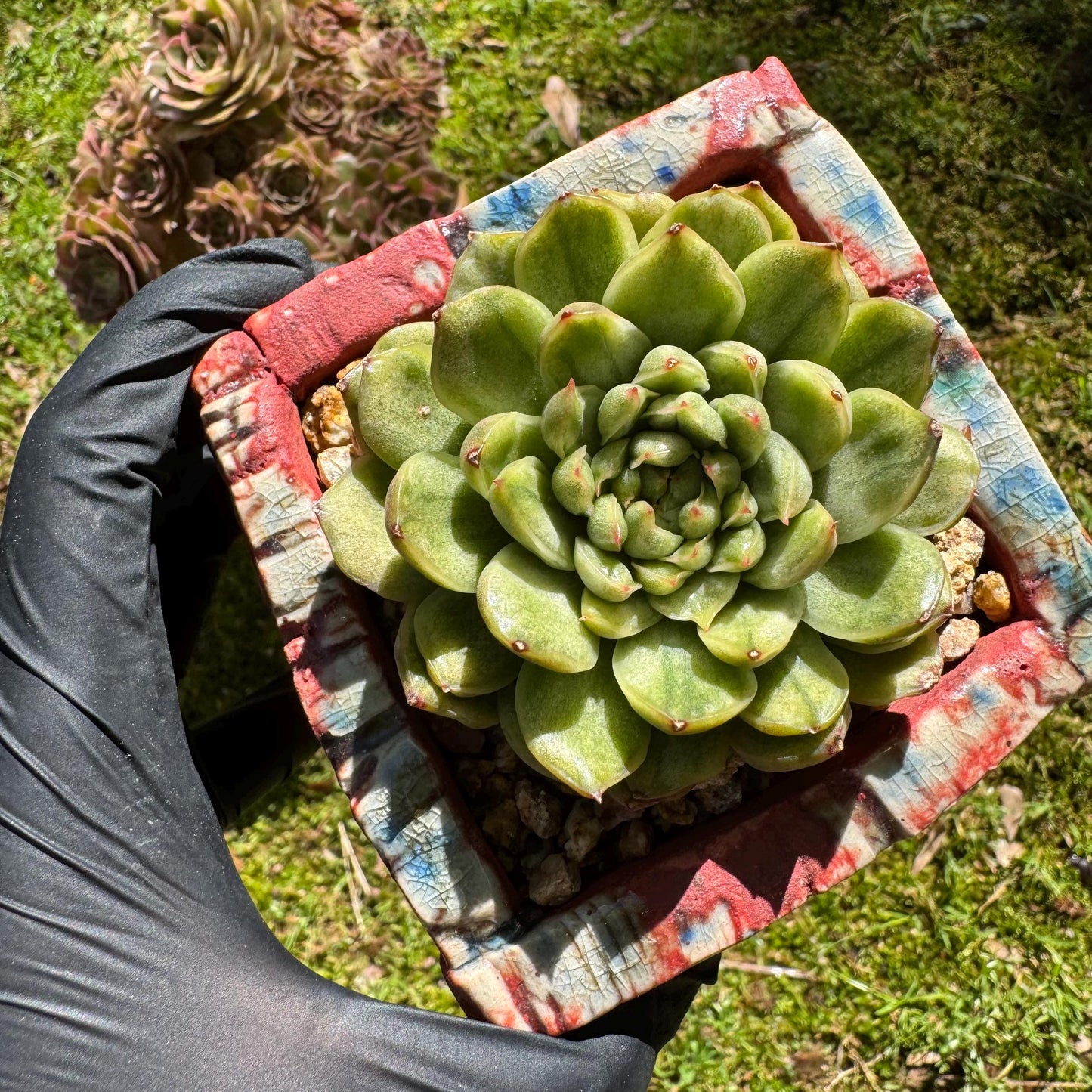 Rare succulents, Echeveria' Ice Angle Variegated', 2.4inches