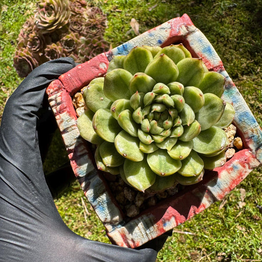 Rare succulents, Echeveria' Ice Angle Variegated', 2.4inches