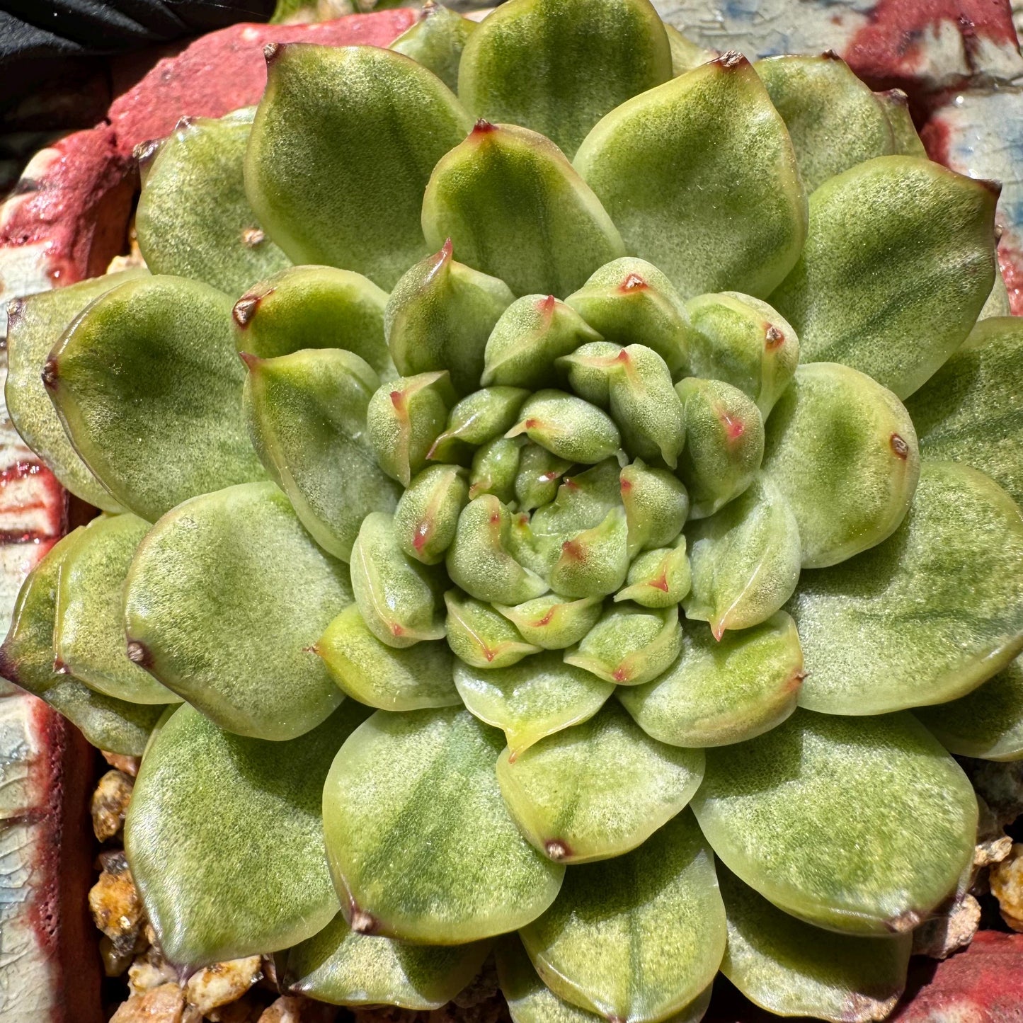 Rare succulents, Echeveria' Ice Angle Variegated', 2.4inches