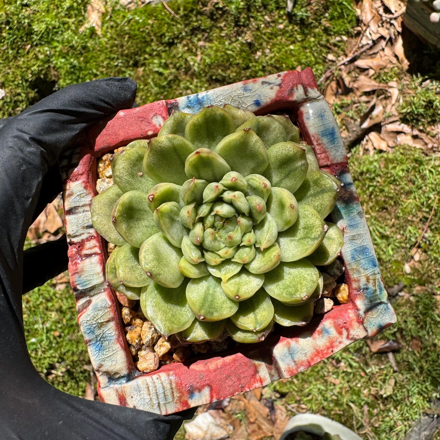 Rare succulents, Echeveria' Ice Angle Variegated', 2.4inches